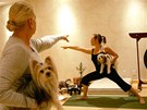 Doga, tedy psí jóga, kombinuje masá a meditaci s jemným streinkem pro psy i jejich majitele.