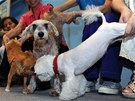 Takto se praktikuje psí jóga na Tchaj-wanu.
