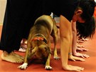 Doga, tedy psí jóga, kombinuje masá a meditaci s jemným streinkem pro psy i jejich majitele.Dogs  