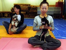 Tak v Japonsku povauj cvien jgy s vlastnm psem za ideln relaxan techniku. 