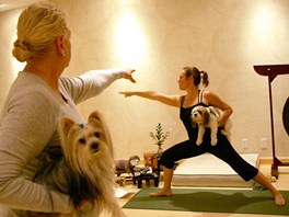 Doga, tedy psí jóga, kombinuje masáž a meditaci s jemným strečinkem pro psy i jejich majitele.