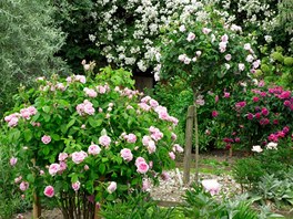 Stromkové růže zahradu rozsvítí a prostor pod nimi lze využít pro vysazení dalších rostlin. Ilustrační foto