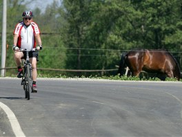 Cyklostezka z Kynšperka do Chebu vede i mezi koňskými pastvinami. 