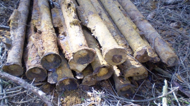 Pancéové psti a dalí munice z druhé svtové války nelezené v lese u obce Obora na Tachovsku