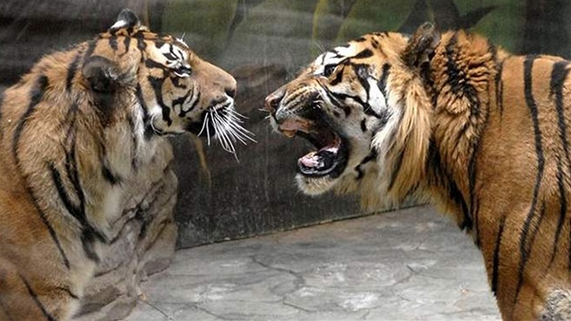 Pá�ení tygr� - samice Sato (vlevo) a tygr Kampar (vpravo) v brn�nské zoo.