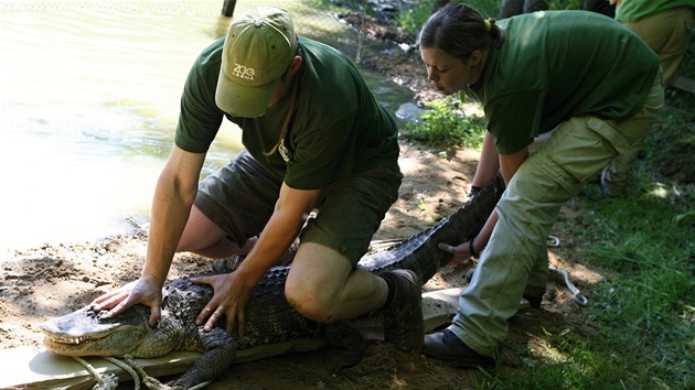 Sthování aligátor ve zlínské zoo. (26. kvtna 2011)