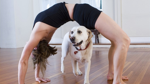 Doga, tedy psí jóga, kombinuje masá a meditaci s jemným streinkem pro psy i jejich majitele.
