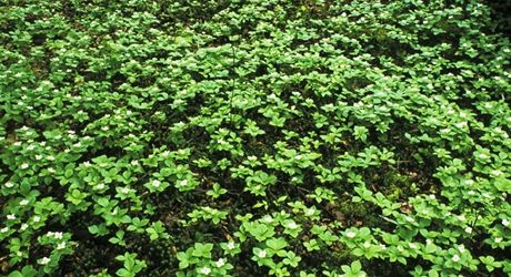 Vodilka kanadská (Hydrastis canadensis)