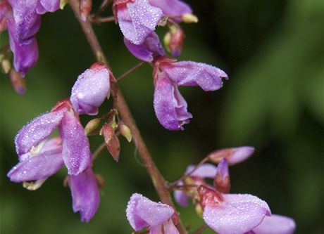 Stukovec vystoupavý (Desmodium adscendens)