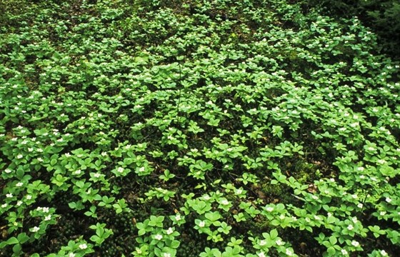 Vodilka kanadská (Hydrastis canadensis)