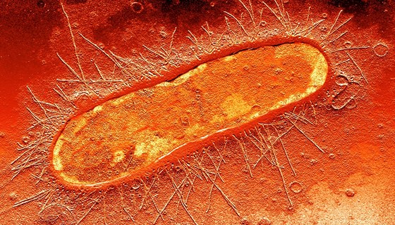 Bakterie E. coli pod mikroskopem