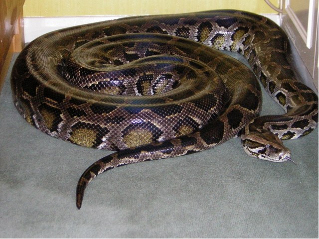Samice krajty tmavé (Python molurus bivittatus).