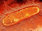 Bakterie E. coli pod mikroskopem