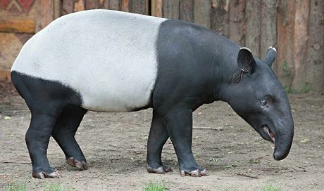 Samec tapíra abrakového jménem Niko je novým pírstkem praské zoo.