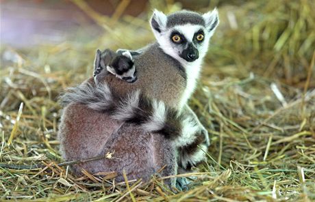 Nový vchod do olomoucké zoo s výchovným centrem nabídne tetí pokladnu s prunjím vydáváním vstupenek a toaletami, a také výbh lemur kata (na ilustraním snímku).