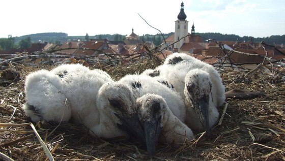 Plzetí ornitologové o víkendu kroukovali letoní mláata áp bílých v Plzeském kraji