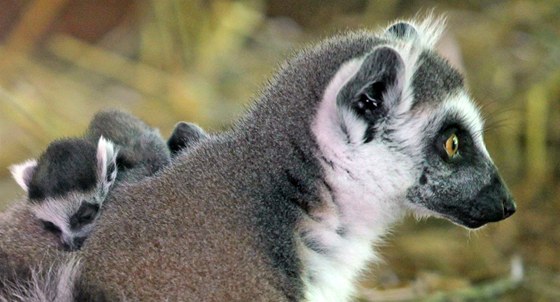 Lemur kata v jihlavské zoologické zahrad.