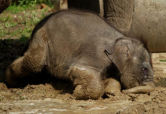 Takřka dvouměsíční sloní holčička si bahenní lázeň opravdu užívala.