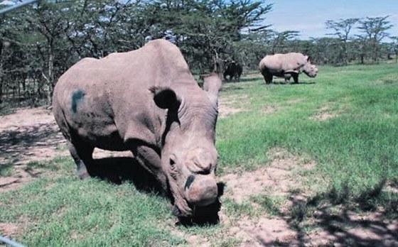 Bílí severní nosorožci odchovaní ve Dvoře Králové v keňské rezervaci