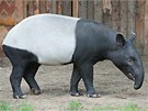 Samec tapíra �abrakového jménem Niko je novým p�ír�stkem pra�ské zoo.