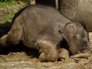 Takka dvoumsíní sloní holika si bahenní láze opravdu uívala.