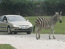 Safari s auty ve Dvoe Krlov