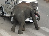 Divok slon proel ulicemi indickho Mysore. (8. ervna 2011)