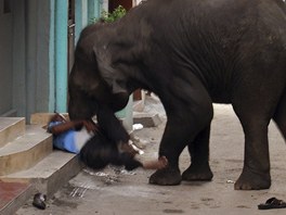 Divok slon zabil v indickm Mysore lovka. (8. ervna 2011)