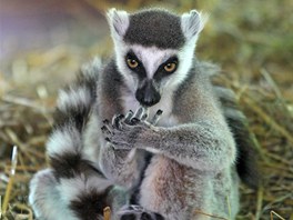 Lemur kata v jihlavsk zoologick zahrad.