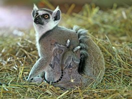 Lemur kata v jihlavsk zoologick zahrad.