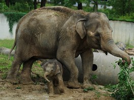 Sloní holčička s matkou Johti se v bahně s chutí vyválely.