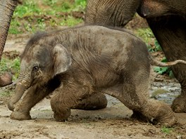 Takřka dvouměsíční sloní holčička si bahenní lázeň opravdu užívala.
