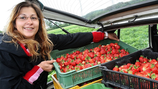 Brigádnice Eva Pláni�ková sklízí první dozrávající jahody na plze�ské plantá�i u Kalikovského mlýna