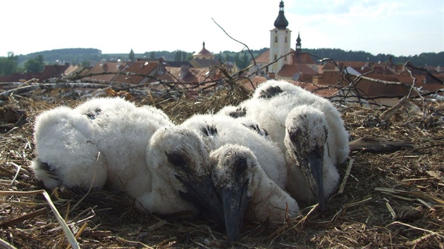 Plzetí ornitologové o víkendu kroukovali letoní mláata áp bílých v Plzeském kraji