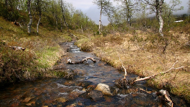 Letní Laponsko, to jsou jezera, bainy a eky.