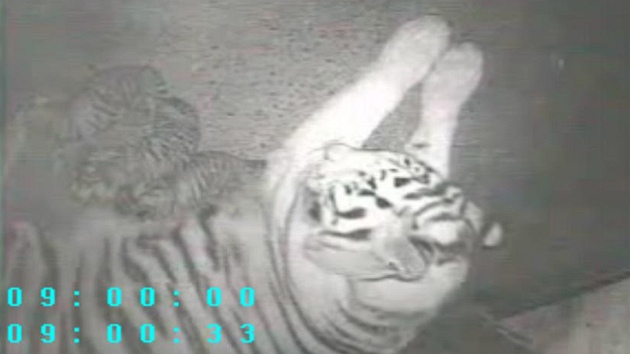 Kamerový záznam tygí rodinky z porodního boxu v ostravské zoo.