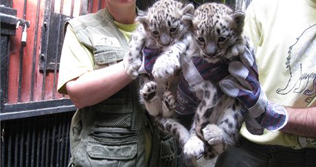 Mláata levharta snného v liberecké zoo