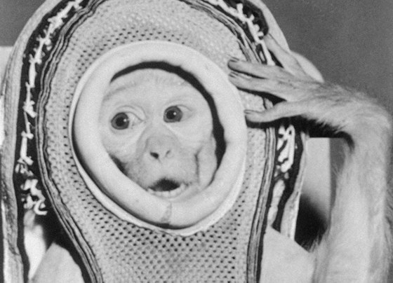 Makak Sam, na kterém Spojené státy v roce 1961 testovaly úinky kosmického letu na ivý organismus. 