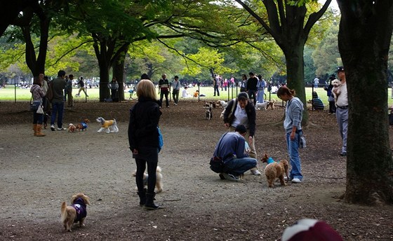 Místa pro venčení psů jsou ve světě běžná. Snímek je z japonské metropole