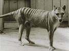 Podle zkazek byl tasmánský tygr pímo mysteriózním zvíetem.