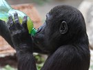 Petky s ovocnou ávou jsou u vech goril oblíbené.