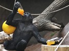 Petky s ovocnou ávou jsou u vech goril oblíbené.
