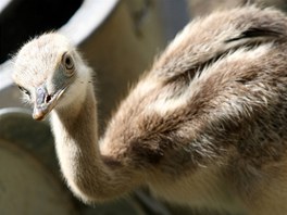 Nandu pampov v jihlavsk zoologick zahrad.