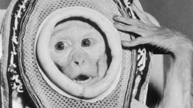 Makak Sam, na kterém Spojené státy v roce 1961 testovaly úinky kosmického letu na ivý organismus. 