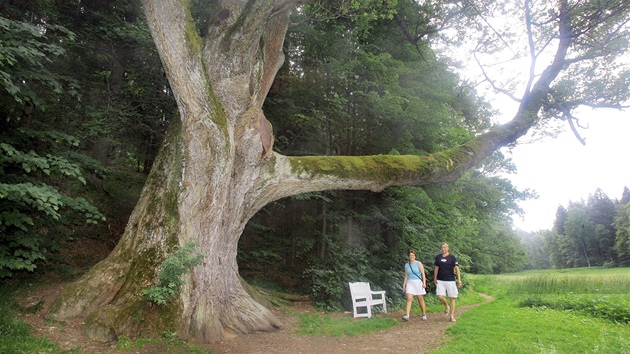 Zhruba pt set let starý dub v Tereziin Údolí u Nových Hrad na Novohradsku je jedním ze dvou strom v kraji nominovaných na letoní Strom roku.