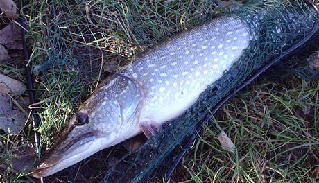 tika obecná (Esox lucius)