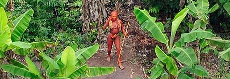 Krom neznámých kmen ukrývají amazonské pralesy i zázranou rostlinu - novou nadji na lébu rakoviny. Ilustraní foto
