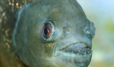 Rybáe na Mikulovsku pekvapil úlovek - z lomu toti vytáhl dravou pirau. Ilustraní snímek