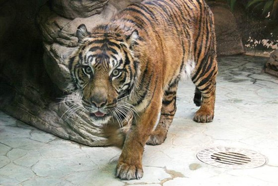 Samici tygra sumaterského se v praské zoo narodila dv mláata (ilustraní foto)