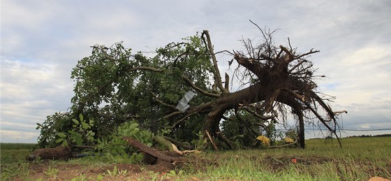 Tornádem vyvrácený strom ve Starých ivicích (21. ervna 2011)